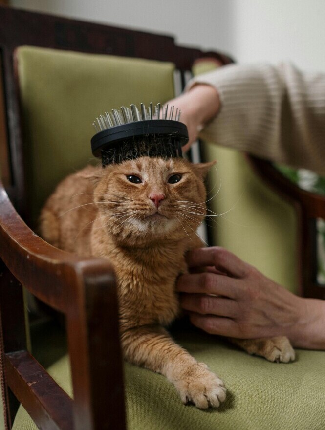 Unique Tabby Cat Grooming Tools You Need