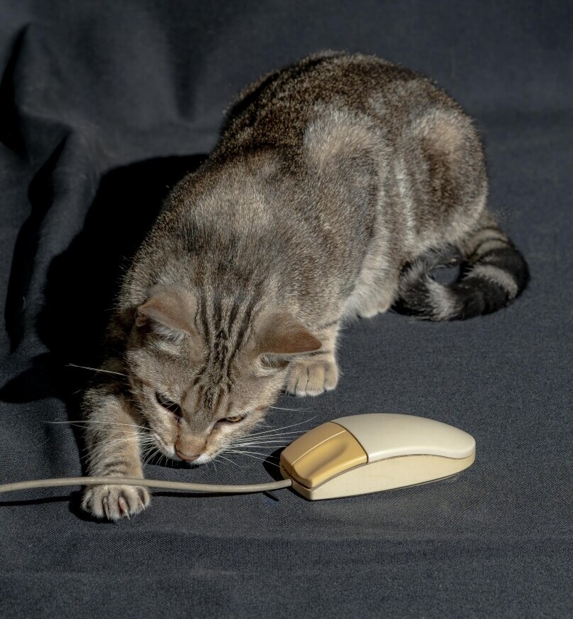 Health Monitoring Gadgets For Tabby Cats