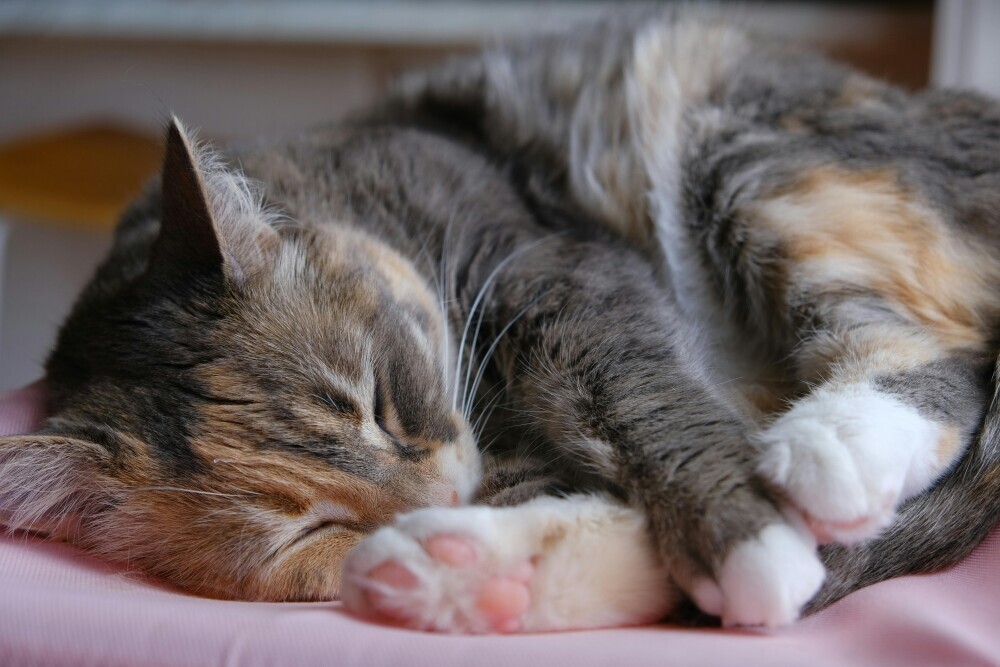Customizable Tabby Cat Beds For Comfort