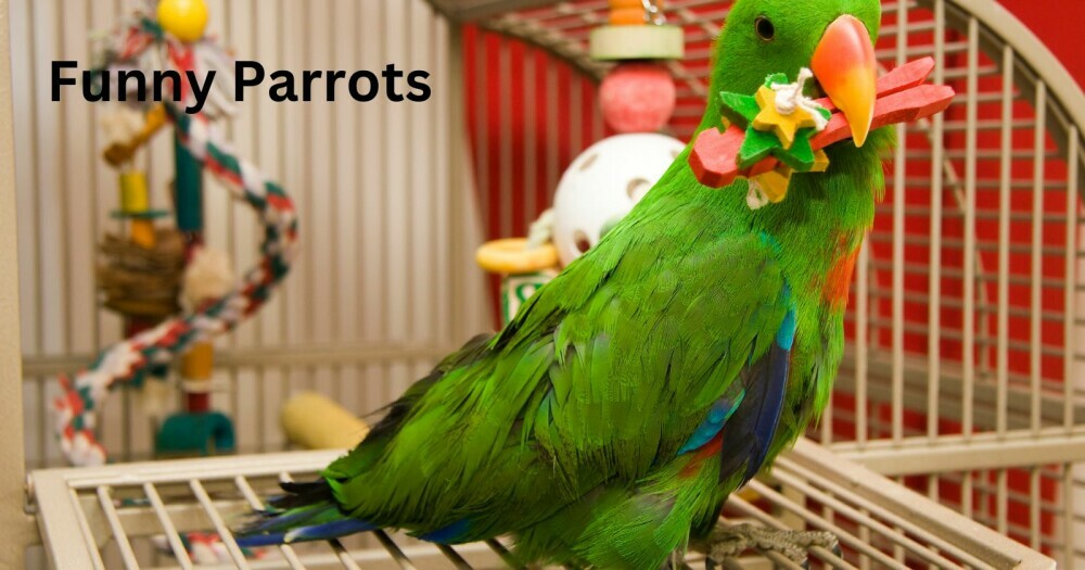 funny parrot stories