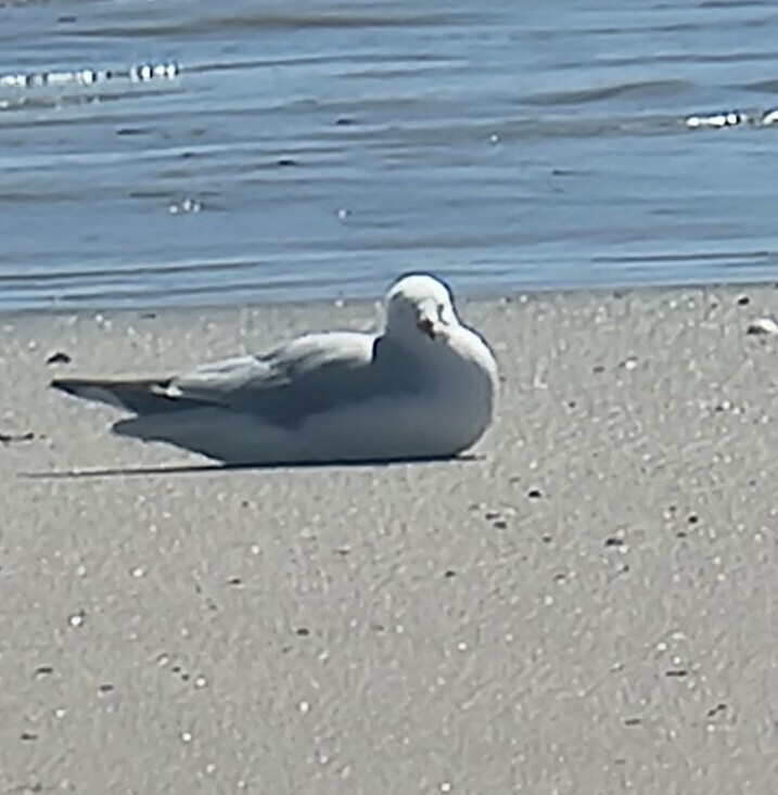 Seagull sitting