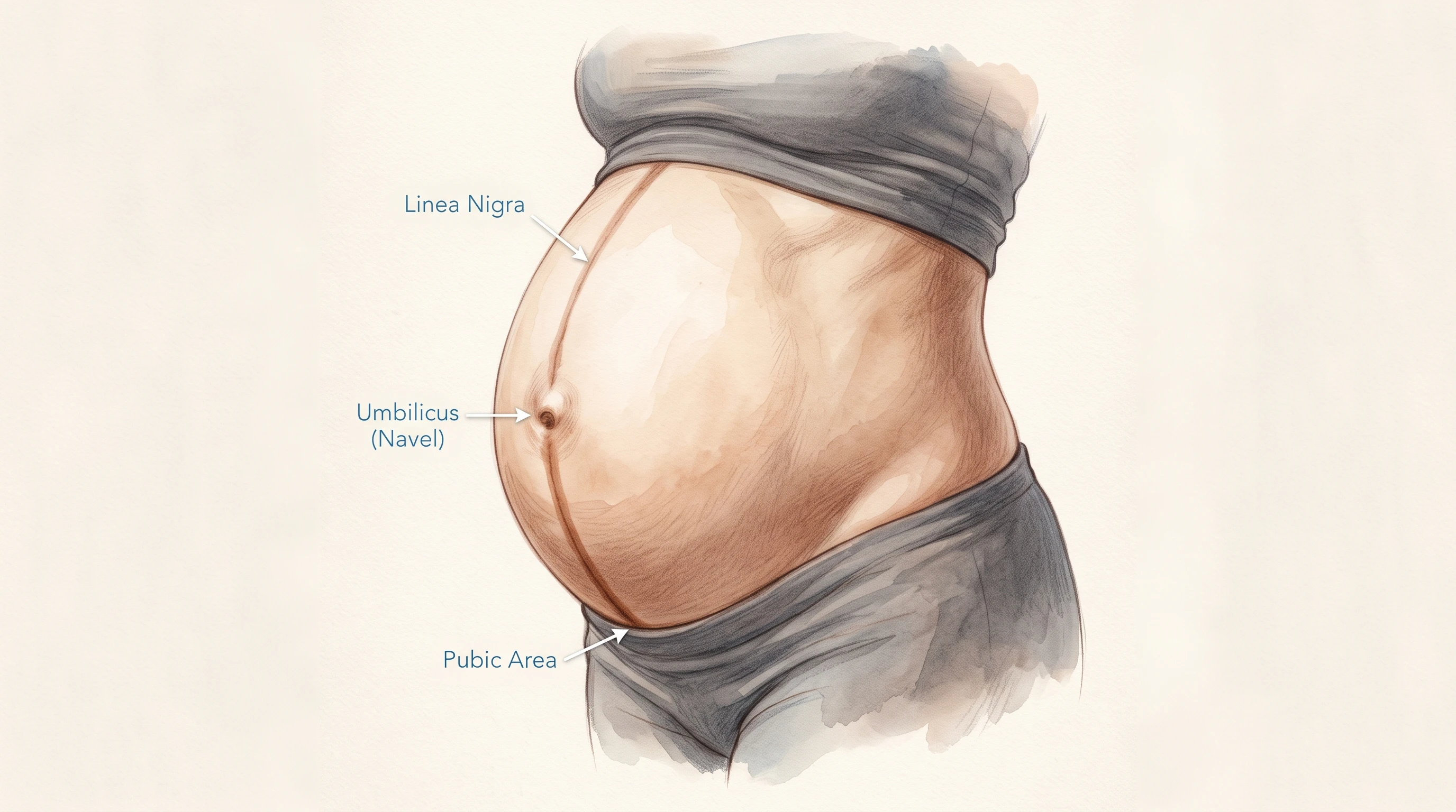 A closeup photo of a belly with a visible linea nigra, with soft lighting and no visible faces.