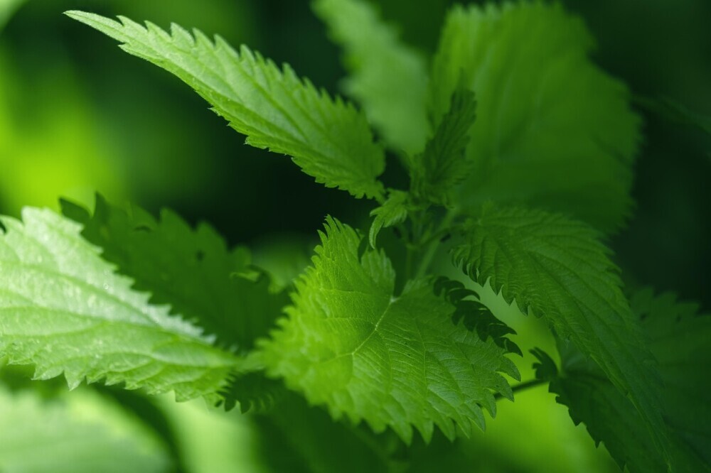 stinging nettle