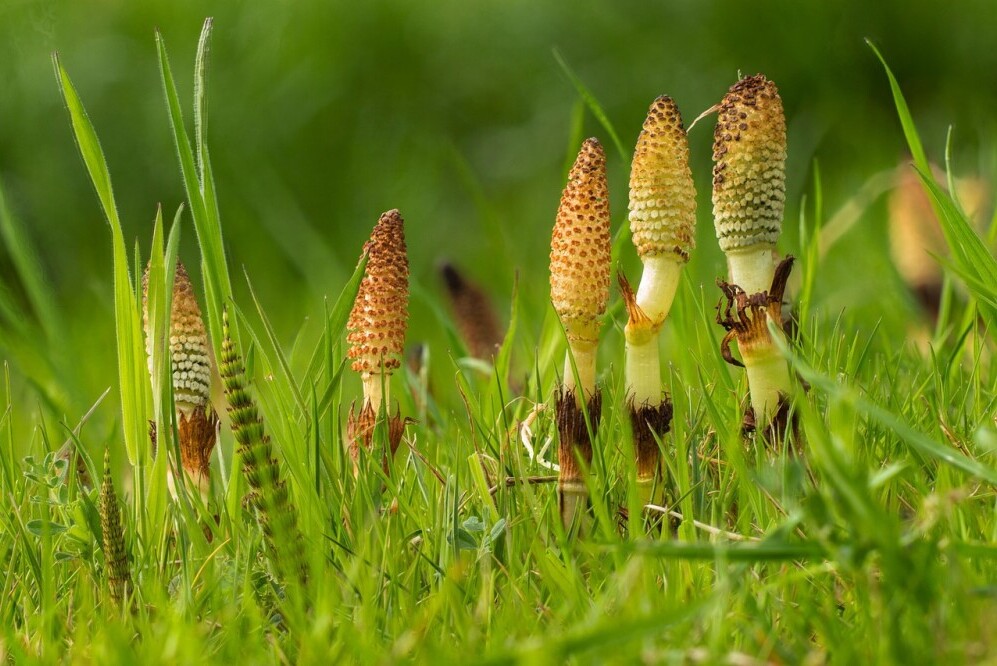 Horsetail 