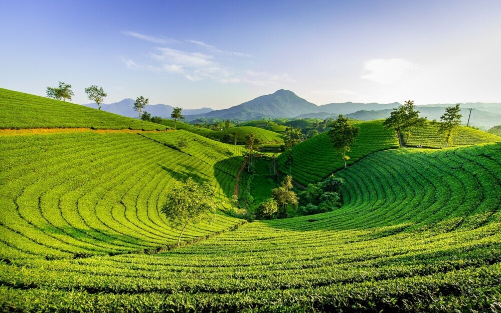 tea fields in Yunnan