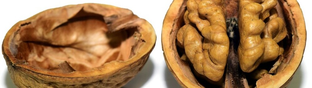 A cracked walnut, symbolizing brain health and nutrition, rich in omega-3 fatty acids and antioxidants.