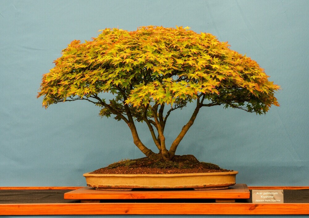 Art Of Bonsai: