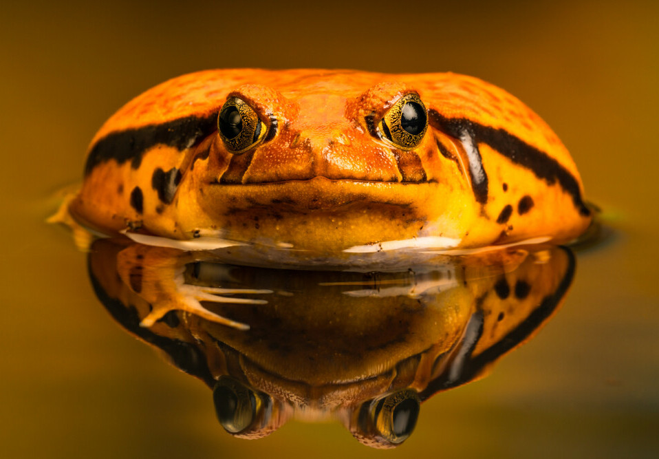 why do frogs puff up (tomato frog)