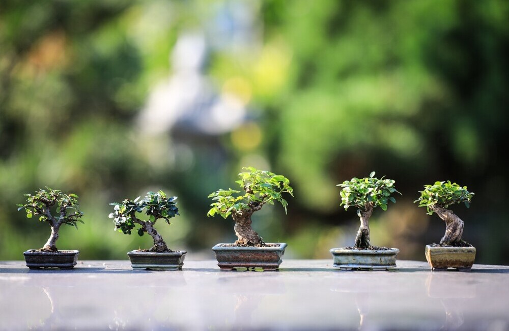 Art Of Bonsai: