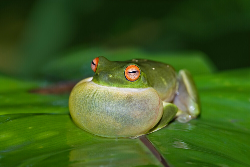 why do frogs puff up