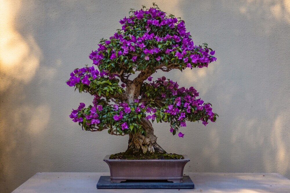 Art Of Bonsai: