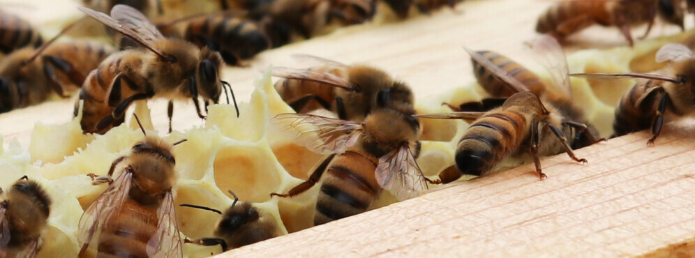 Honey Bee Communication