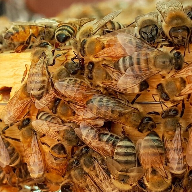 honeybees