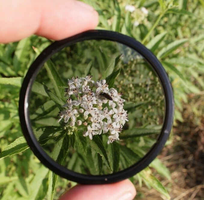 Polarizing Filter