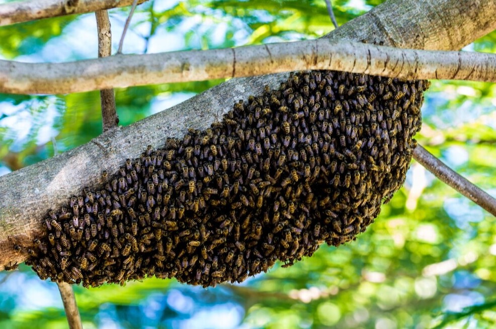 Swarm