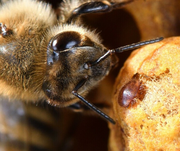 Varroa mites