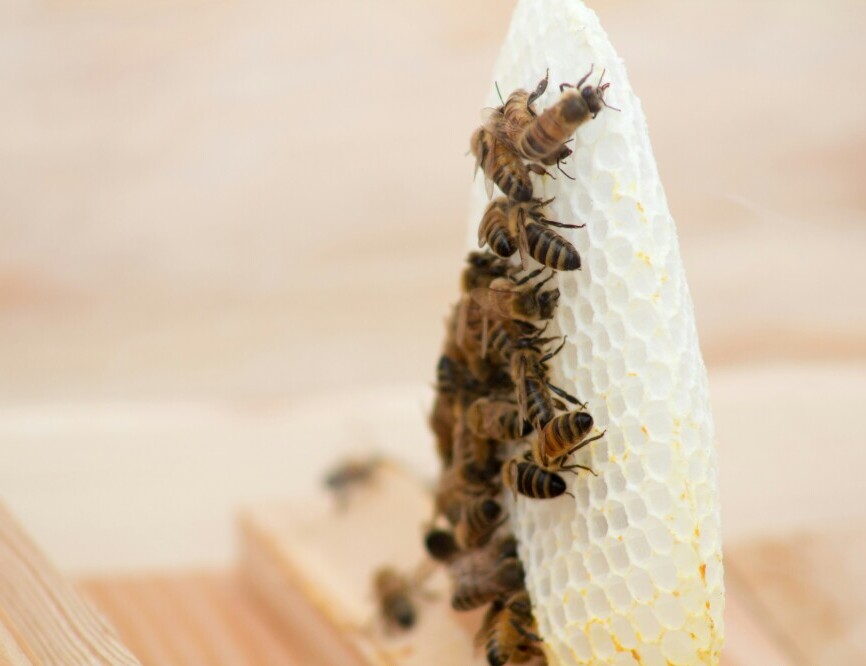Honeybees