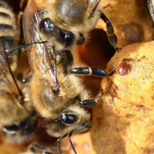 Varroa mites