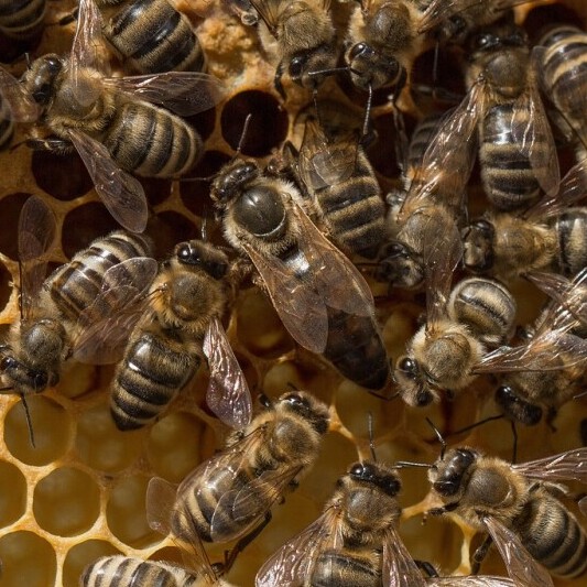 Queen Bee
