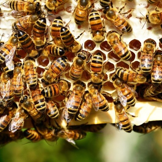 Honeybees