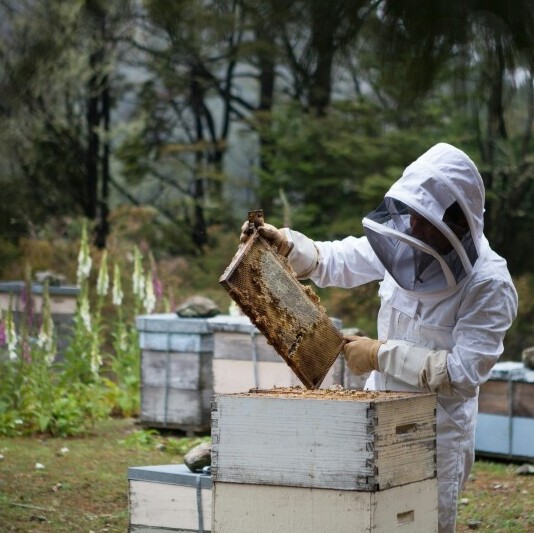 beekeeping