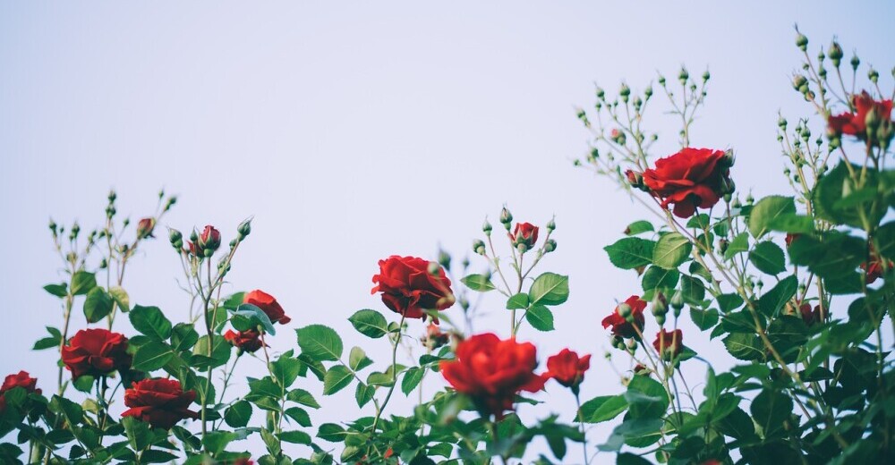 multifloral rose