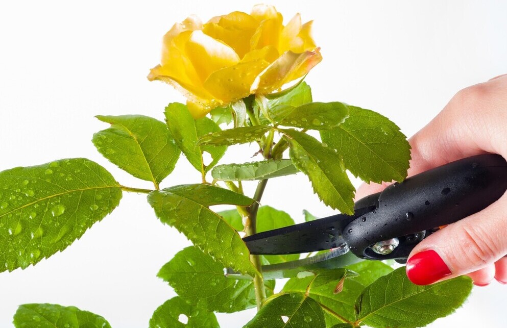 rose pruning