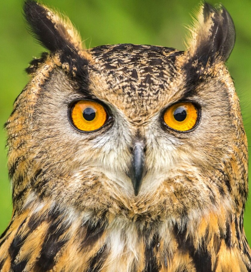 owl