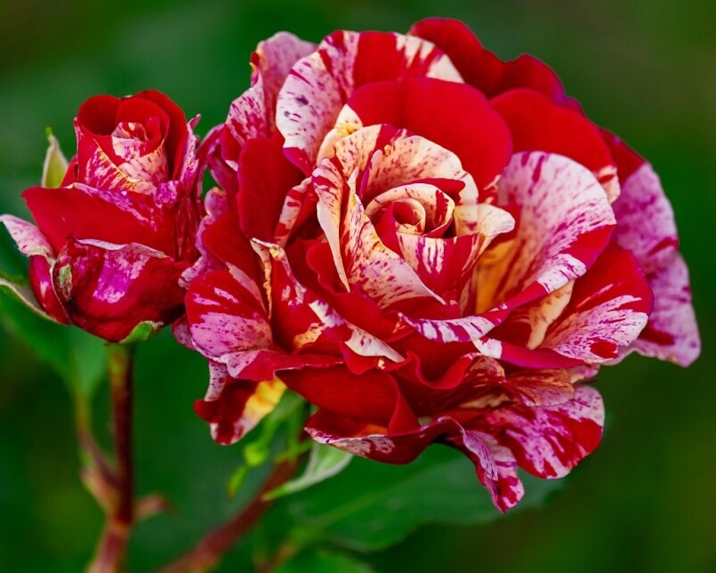 abracadabra rose