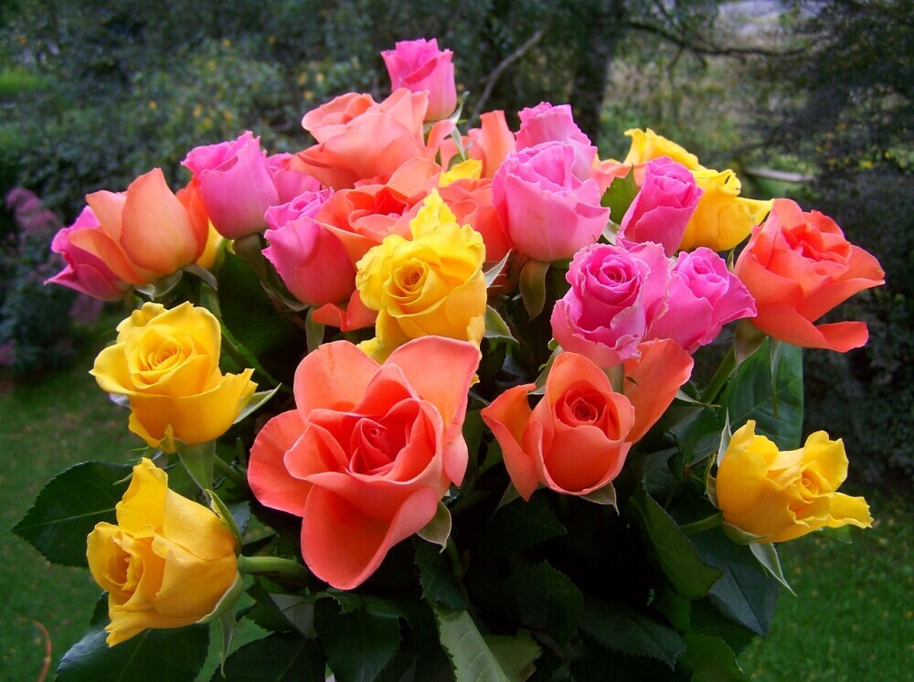 rose bouquet