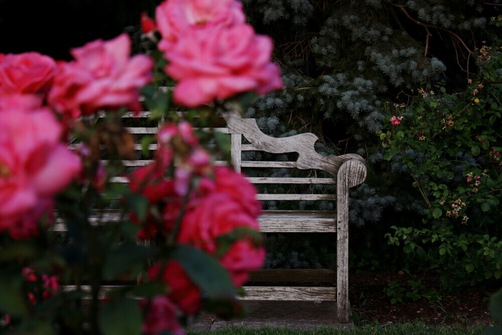 garden rose bush