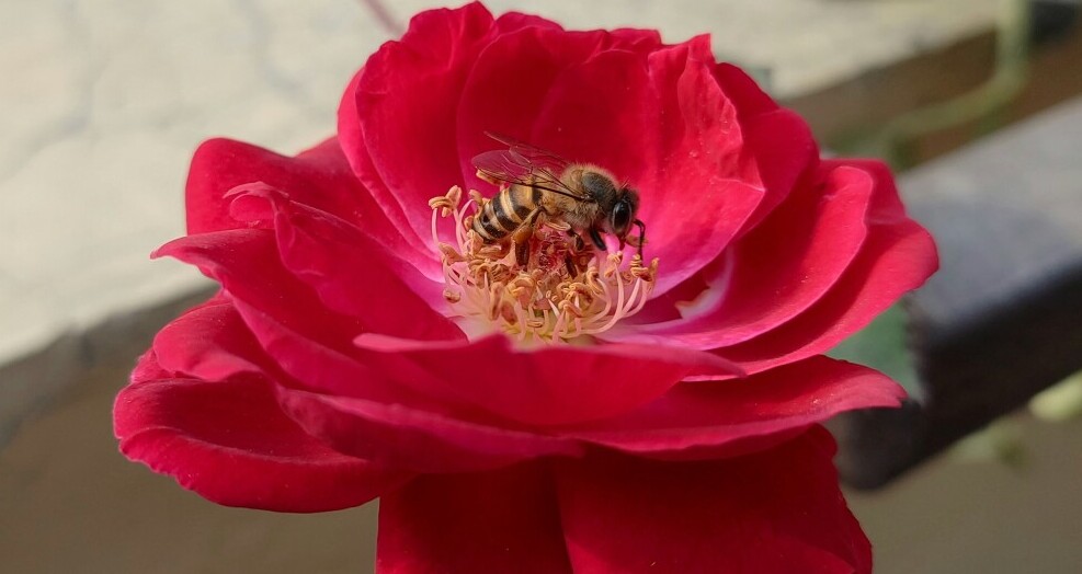 bee on roses