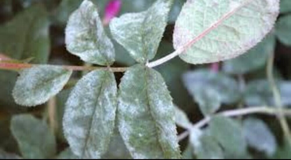 powdery mildew in roses