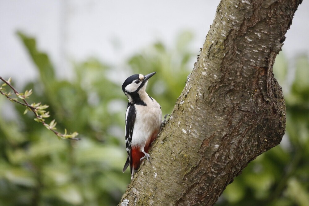 woodpeckers