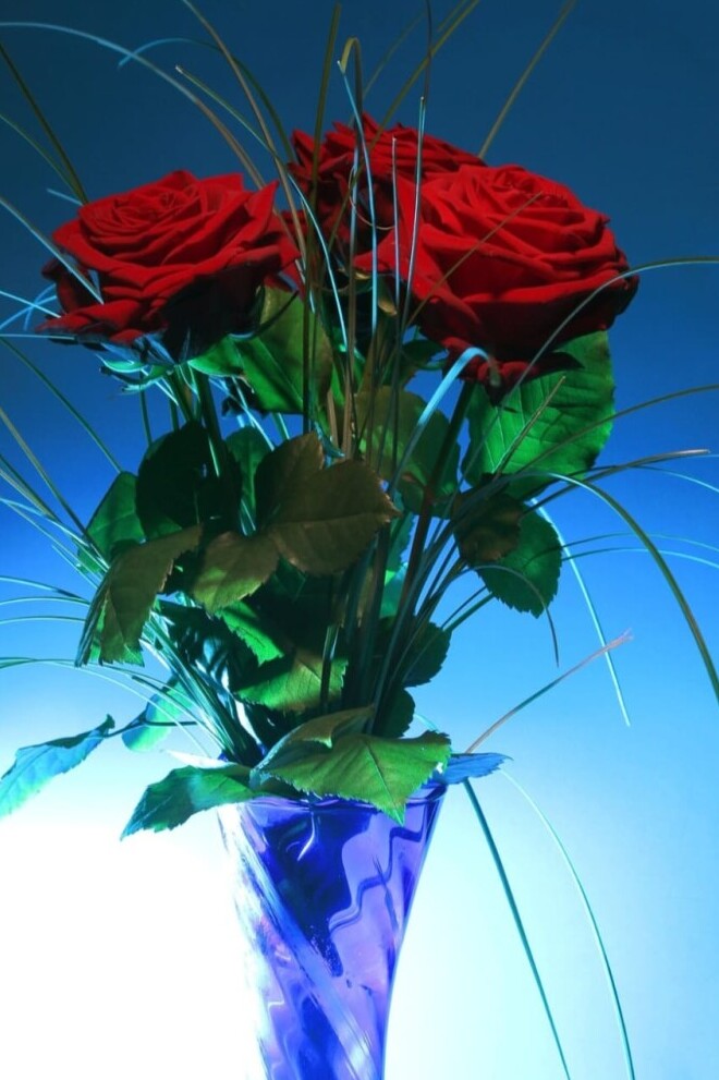 rose vase
