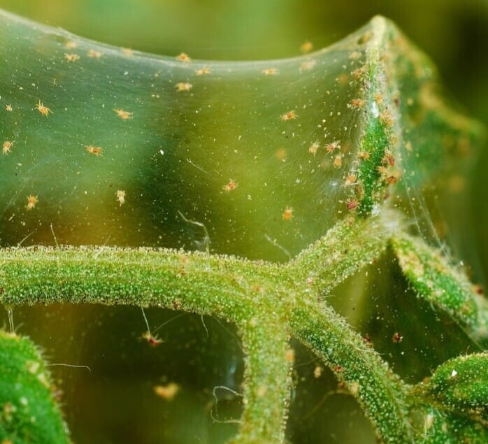 red spider mites