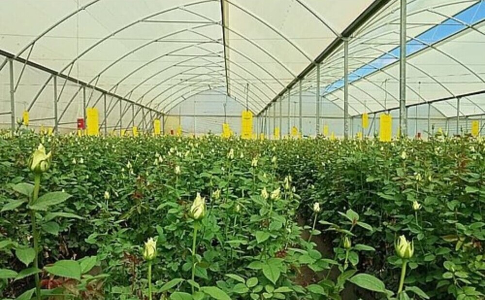 greenhouse roses