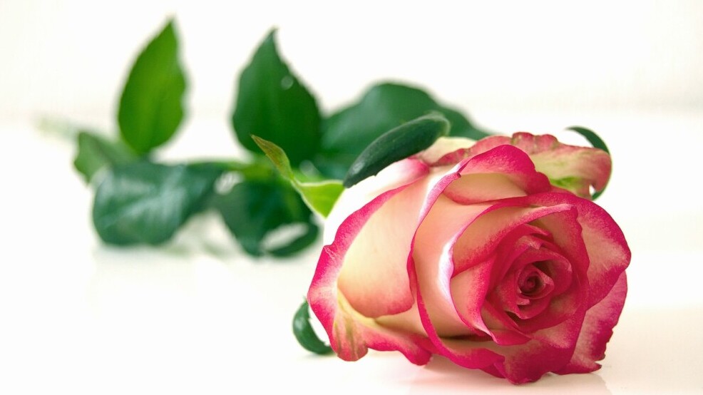 rose bloom