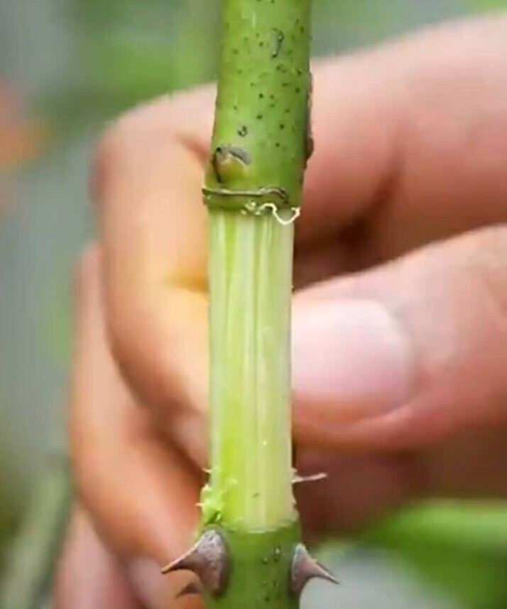 rose bark removal