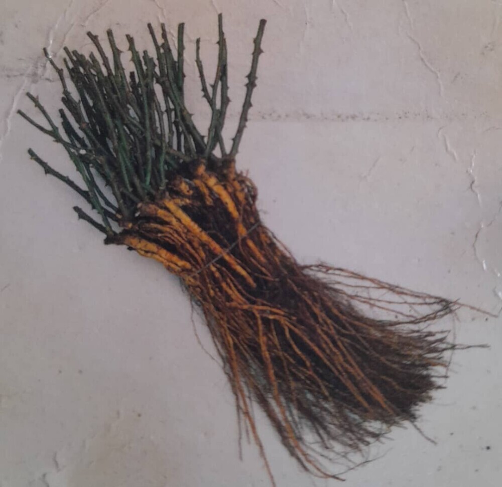 bare root seedling