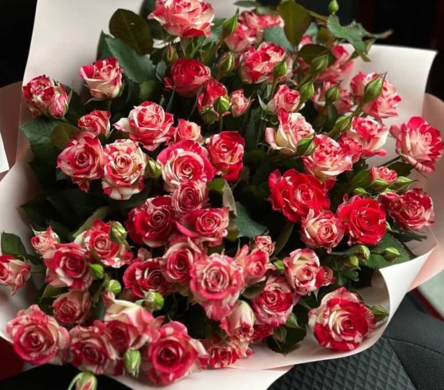 spray rose abra