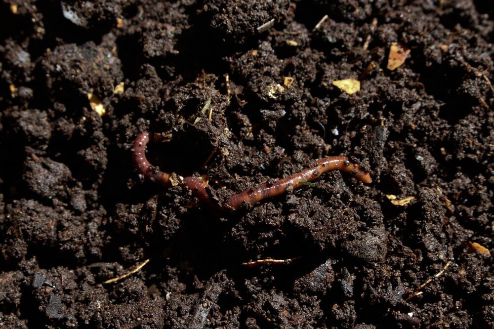 vermi compost