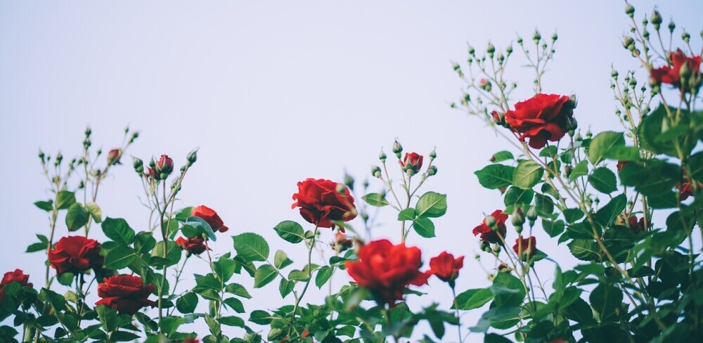 spray roses