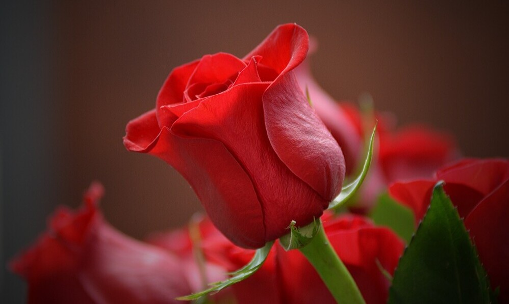 red rose