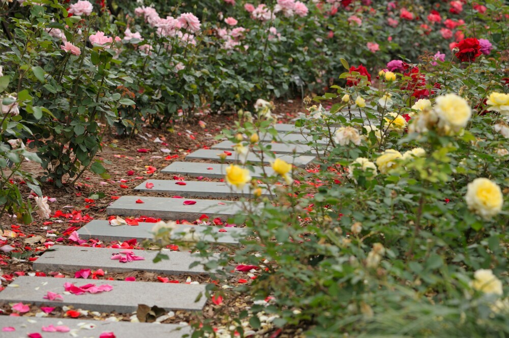 rose garden