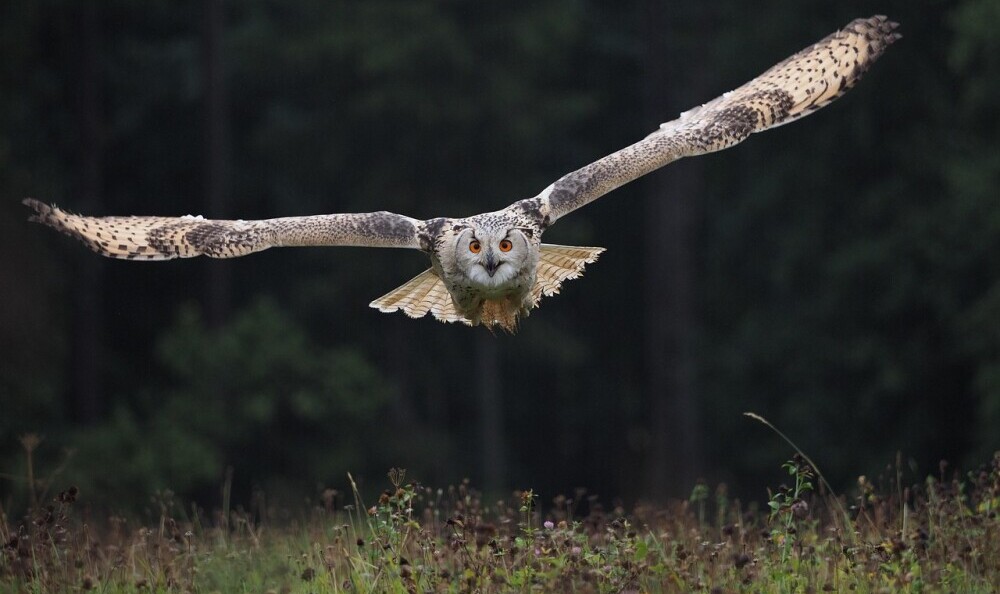 owl in flight