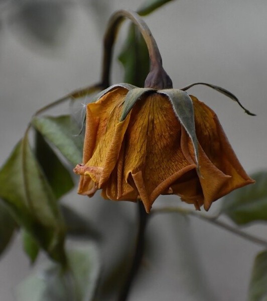 wilting rose