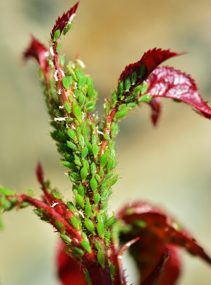 aphids