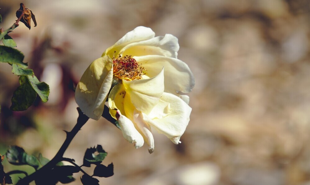 spent rose