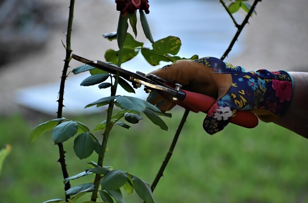 pruning roses